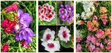 Flores de color variado